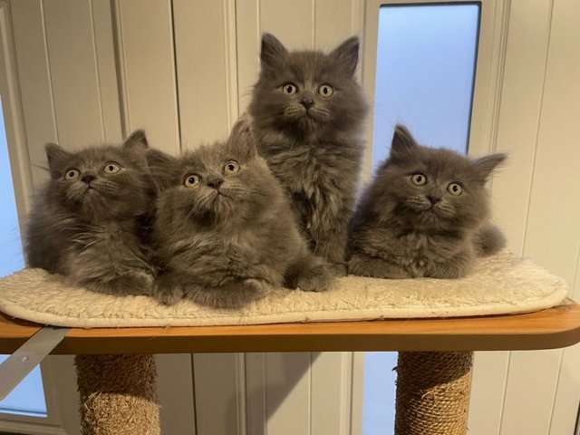 Preview of the first image of ??Ready NOW! Grey British Shorthair Kittens ??????.