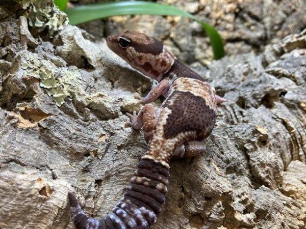 Image 2 of Fat Tailed Geckos at Birmingham Reptiles