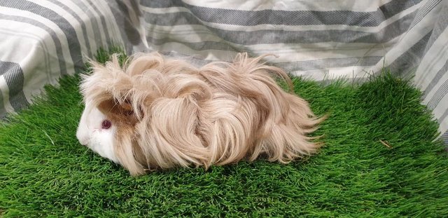 Image 6 of I have for sale Boar (Male) Guinea Pigs
