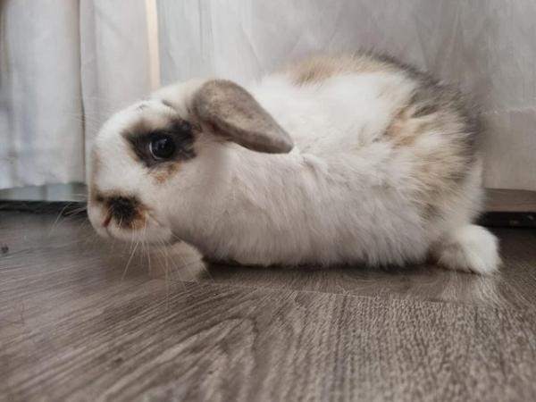 Image 4 of Gorgeous French X Mini Lop boy for sale.