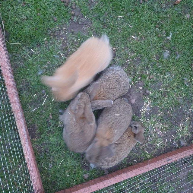 Preview of the first image of Continental giant baby bunnies.