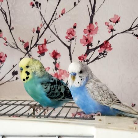 Image 3 of Two Young Male Budgies not hand tame