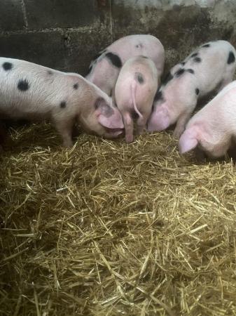 Image 1 of ALL SOLD! Ready to go Gloucestershire old spot boars