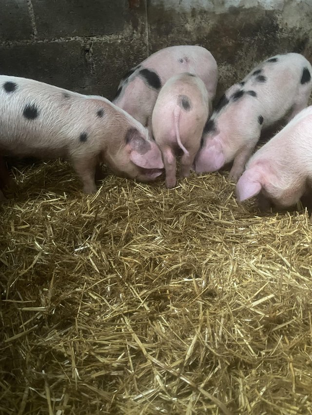 Preview of the first image of ALL SOLD! Ready to go Gloucestershire old spot boars.