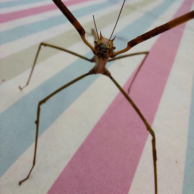 Preview of the first image of RARE Togian Island Stick Insects (Ramulus togianense).