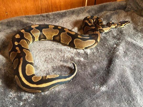 Image 5 of Various Royal Pythons for sale