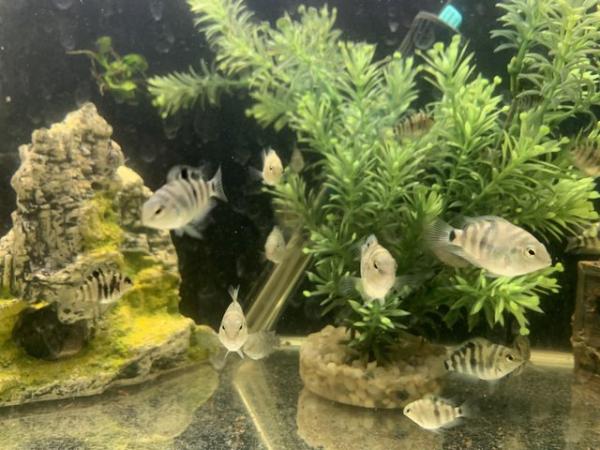 Image 4 of Angel fish, parrot fish also guppies and platies