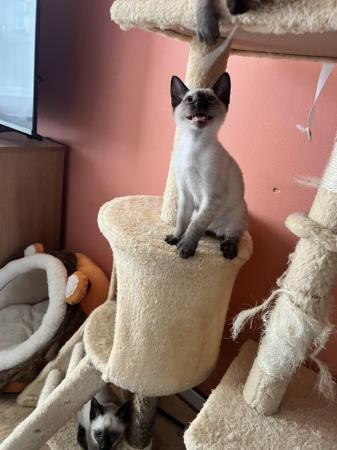 Image 28 of Siamese kittens,ready now only 3 boys 1 girl left