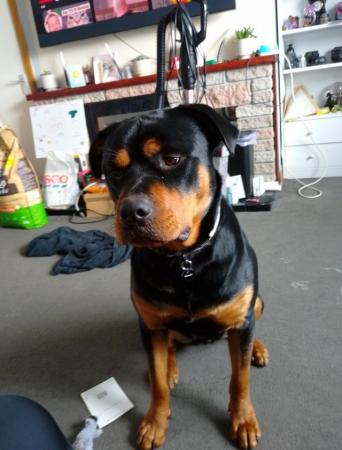 Image 5 of 14 month old microchipped Rottweiler for sale