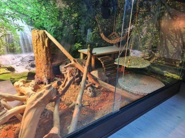 Image 3 of Bearded dragon, enclosure + extras