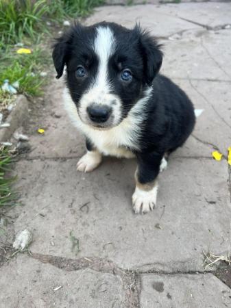 Image 12 of Border collie pups, ready from the 7th June