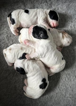 Image 2 of Show Cocker Puppies (KC Registered and fully health tested)