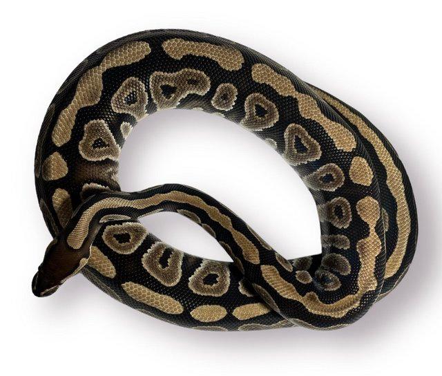 Preview of the first image of CB20 Female Phantom 100% Het Clown Royal Python.