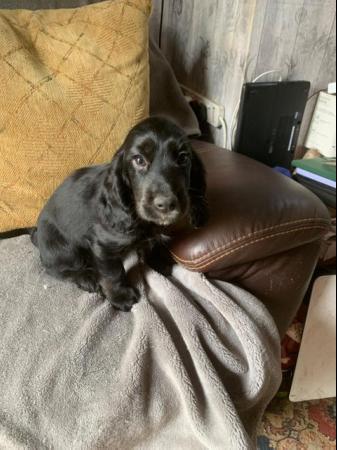 Image 7 of Cocker spaniel puppies for sale *ready to leave* reduced
