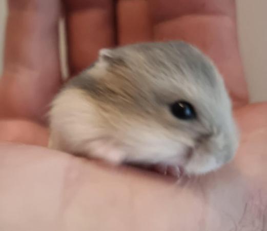 Image 3 of Baby Russian Dwarf Hamsters