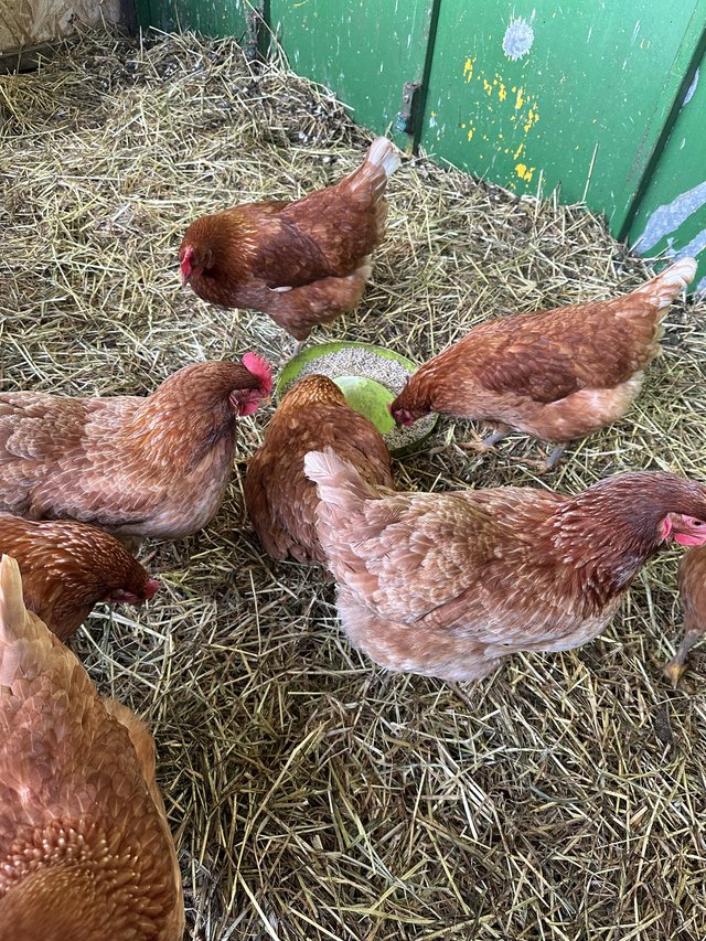 Preview of the first image of Brown Hybrid Hens For Sale.