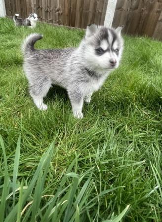 Image 13 of STUNNING RARE POMSKY PUPS-NOW OPEN TO REASONABLE OFFERS!