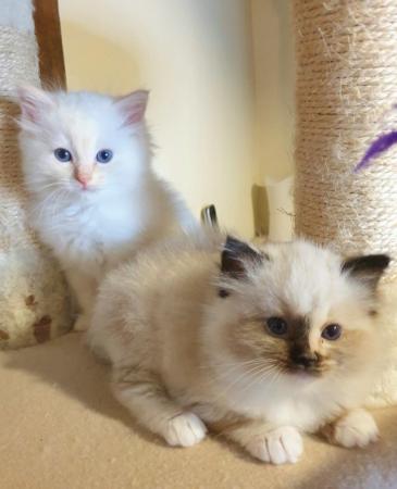 Image 1 of Pure bred Ragdoll Kittens Seal Tortie girl/Apricot cream boy