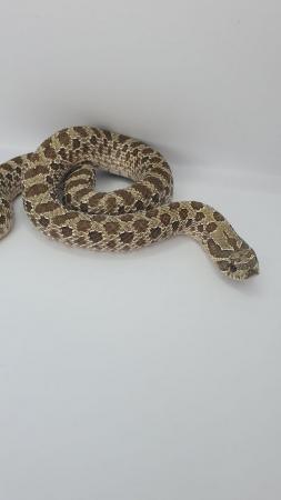 Image 6 of Hognose Snakes Superconda for sale various see Description