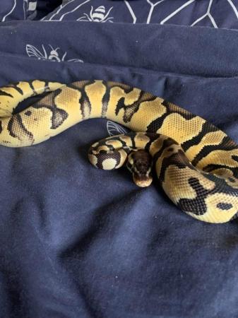 Image 4 of Female pastel het pied ball python