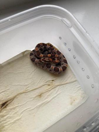 Image 3 of Baby corn snakes for sale pembrokeshire