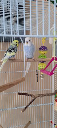 Image 4 of I have 2 Budgies for sale