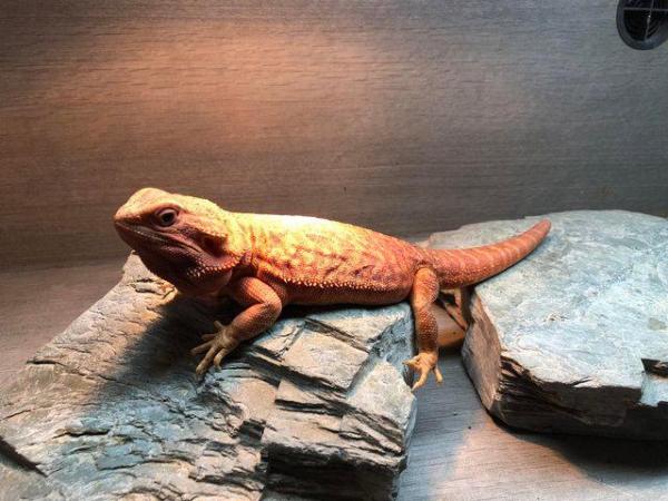 Image 4 of High Red Translucent G Stripe Hypo Female Bearded Dragon