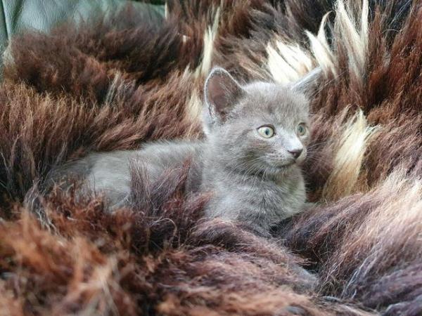 Image 12 of RUSSIAN BLUE KITTENS FOR SALE ready to leave now