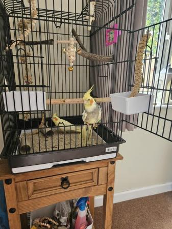Image 5 of 4 month old pair of cockatiels with full set up