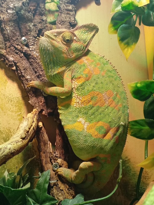 Preview of the first image of Adult female Yemen Chameleon.