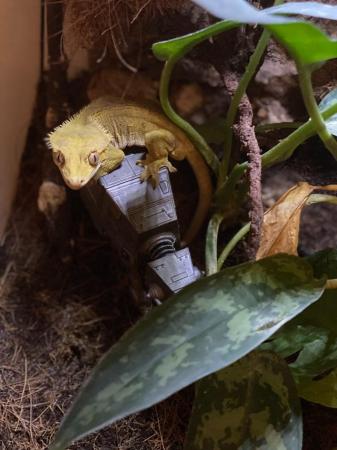 Image 4 of 4 year old crested gecko