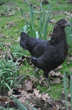 Image 2 of Norfolk Grey Chickens Rare Breed
