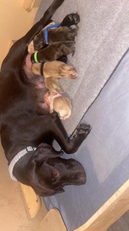 Image 6 of 4 KC Registered female Labrador Puppies