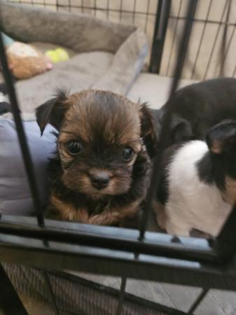 Image 4 of Pomchi puppy girls looking for forever homes