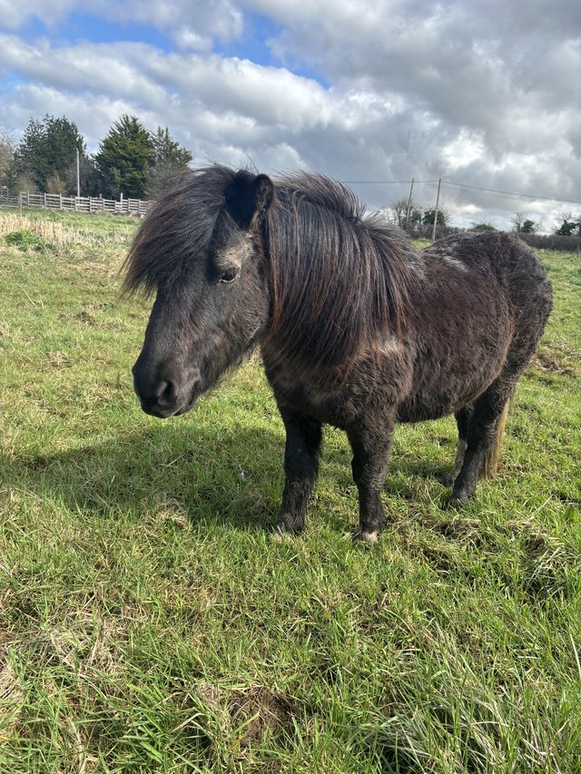Preview of the first image of 18 month old Dartmoor Pony.