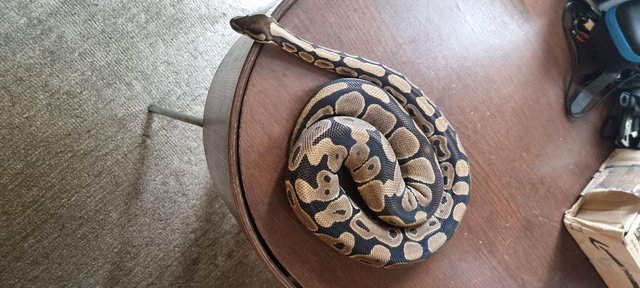 Image 31 of Full collection of ball pythons and racking
