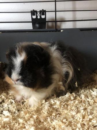 Image 4 of Female guinea pig for sale