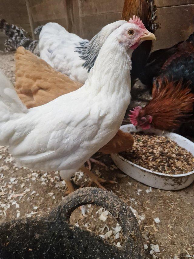 Preview of the first image of Beautiful POL white leghorn hen approx 17/18 wks..