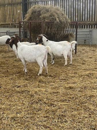 Image 10 of Pure Boer Goats for sale