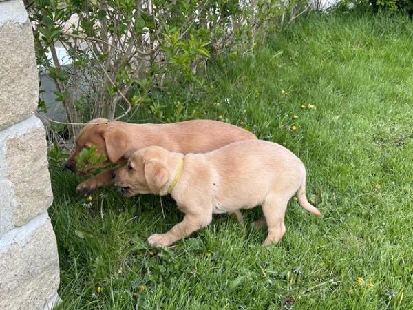 Image 11 of KC Registered Labrador puppies
