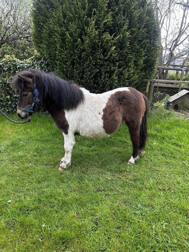 Preview of the first image of Non- reg miniature Shetland colt yearling.