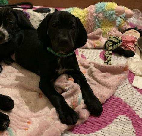 Image 10 of German short haired pointer x Brittany spaniel puppies