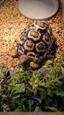 Image 2 of Leopard tortoise FOR SALE