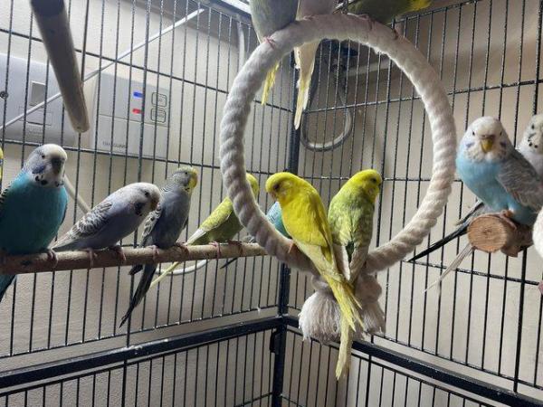 Image 2 of Young budgies for sale mixed colours
