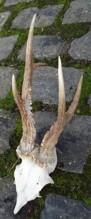 Image 2 of ROEBUCK ANTLERS AND SKULL 5 POINTS