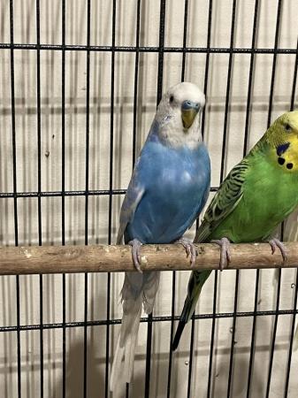 Image 8 of Young budgies for sale mixed colours