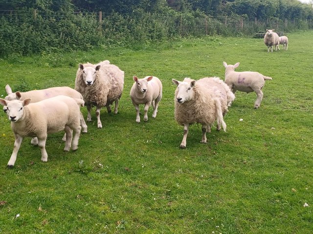 Preview of the first image of 4 NC Cheviot Ewes & 9 Lambs  Ideal Starter Flock.