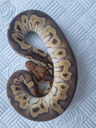 Image 5 of Male royal ball python for sale.