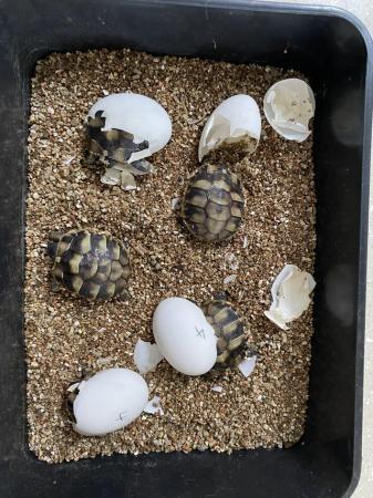 Image 5 of Hermann baby tortoise available
