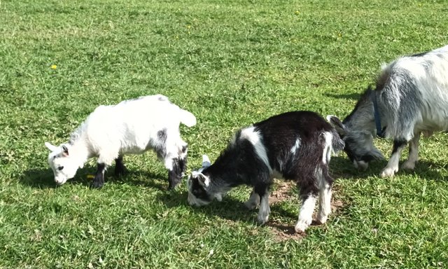 Image 1 of Pair of Pygmy Goat Kids Male & Female